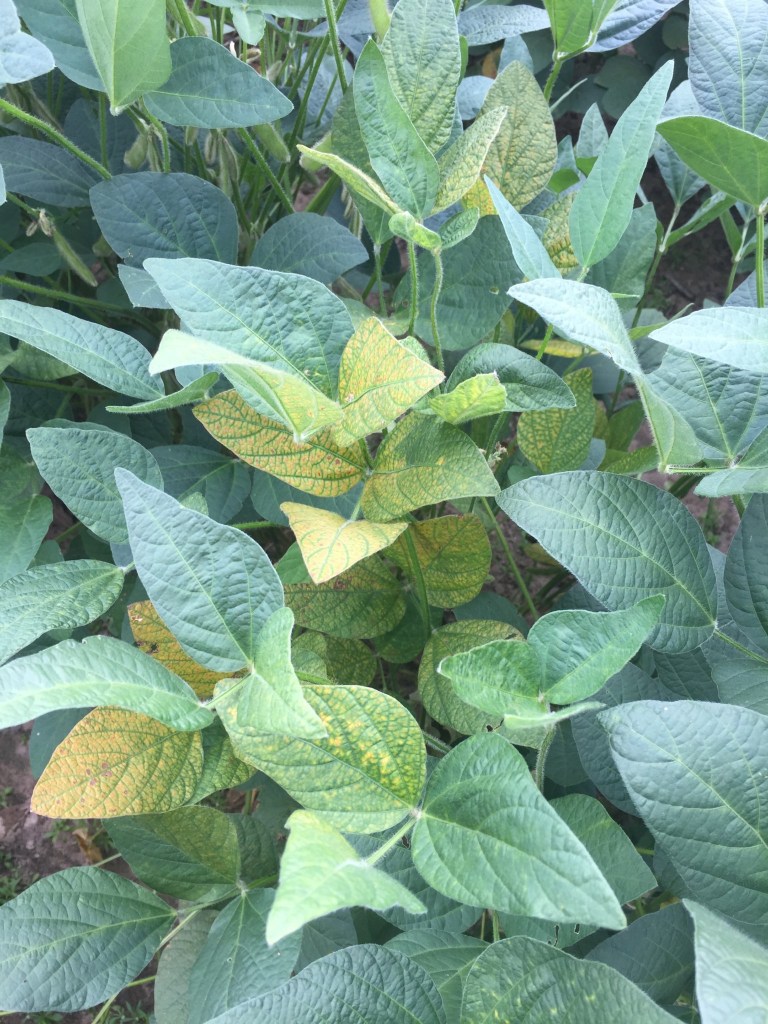 Soybean Variety Response to Taproot Decline (TRD)